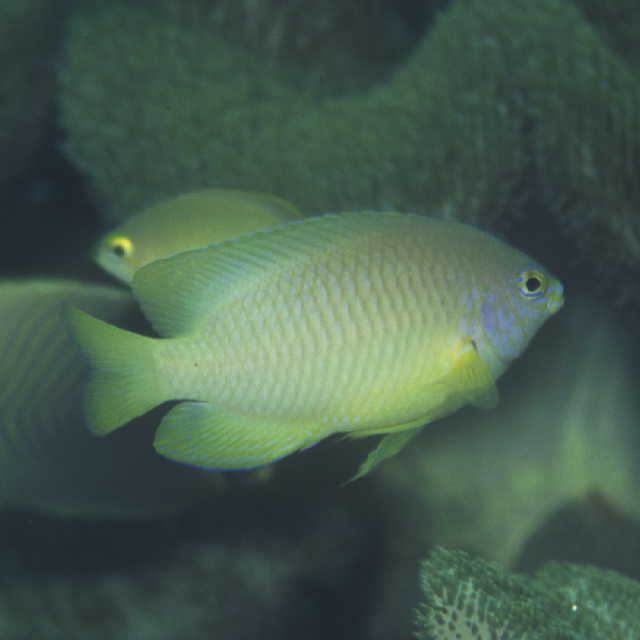 Pomacentrus amboinensis